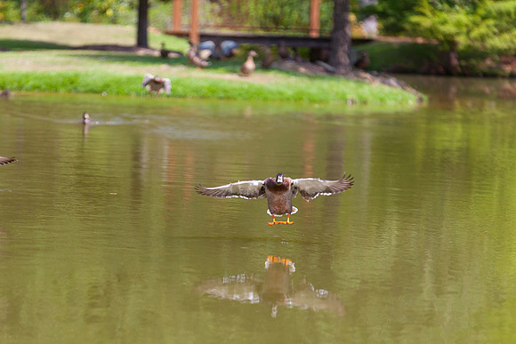 IMG_3050_LR