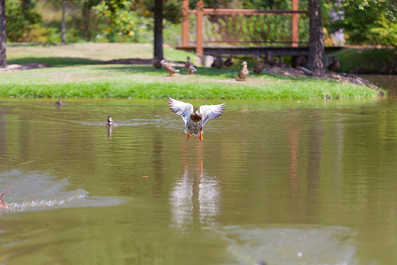 IMG_3052_LR