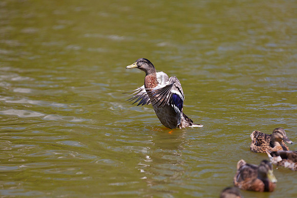 IMG_3095_LR