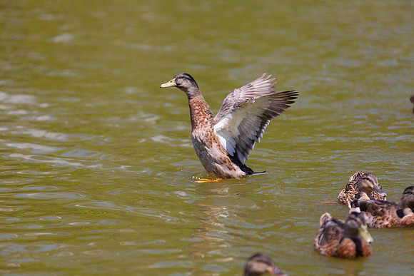 IMG_3094_LR