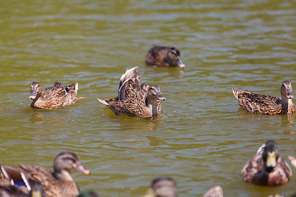IMG_3100_LR