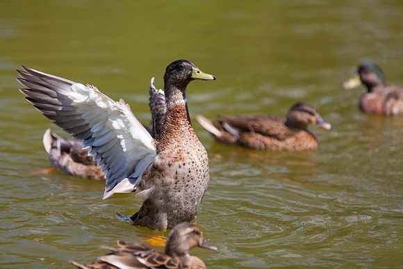 IMG_3107_LR