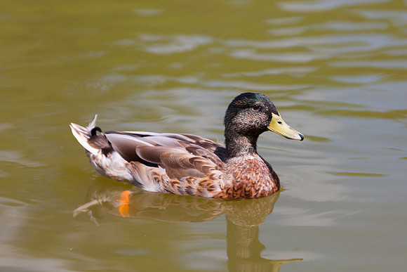 IMG_3111_LR
