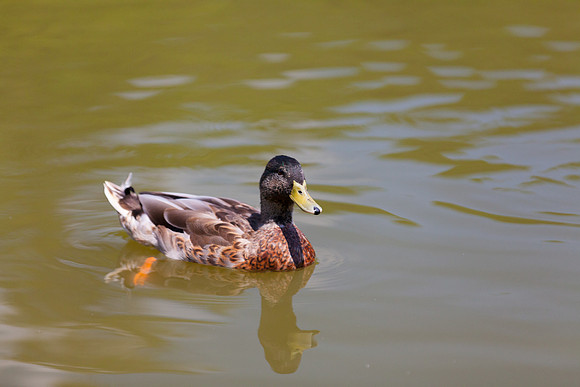 IMG_3112_LR