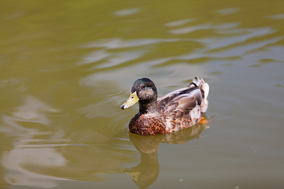 IMG_3116_LR