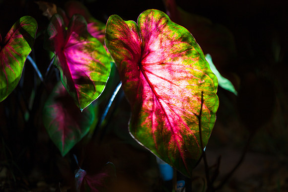 IMG_0114_LR